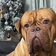 Dogue De Bordeaux - Both