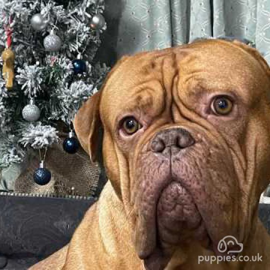 Dogue De Bordeaux - Both