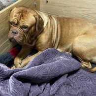 Dogue De Bordeaux - Both