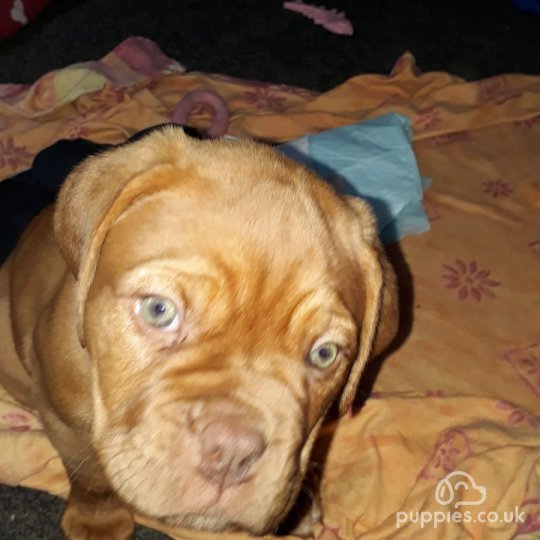 Dogue De Bordeaux - Both