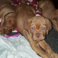 Dogue De Bordeaux - Both