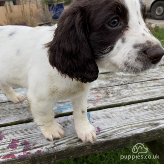 English Springer Spaniel - Dogs