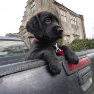 English Springer Spaniel - Bitches