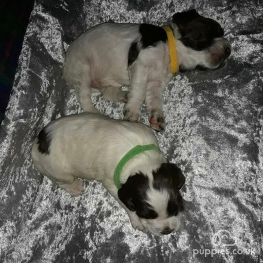 English Springer Spaniel - Dogs