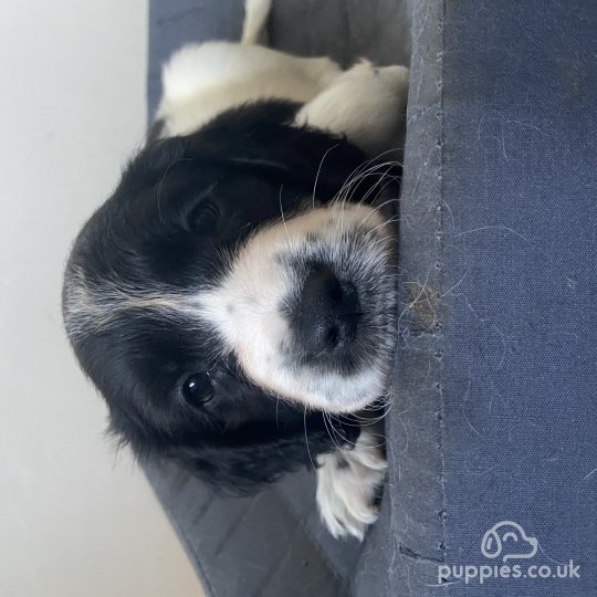 English Springer Spaniel - Both