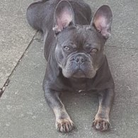 French Bulldog - Both