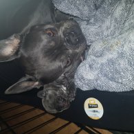 French Bulldog - Both