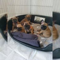 French Bulldog - Bitches