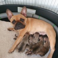 French Bulldog - Bitches