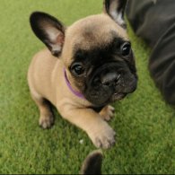 French Bulldog - Bitches