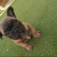 French Bulldog - Bitches