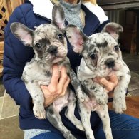 French Bulldog - Dogs