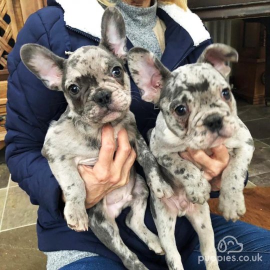 French Bulldog - Dogs