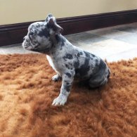 French Bulldog - Dogs