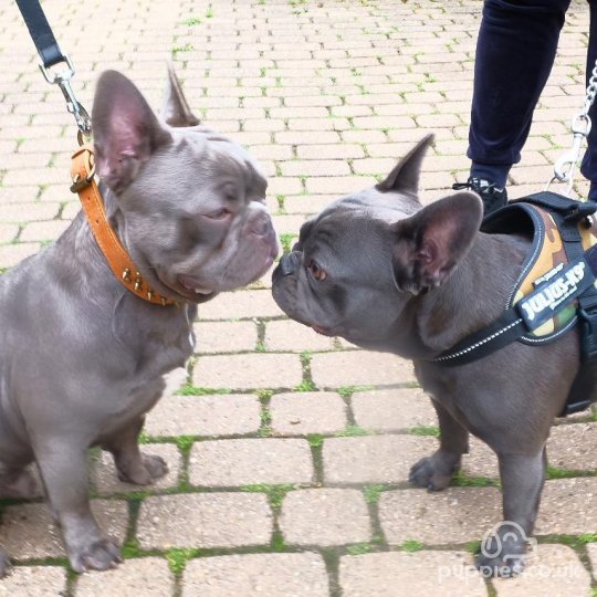 French Bulldog - Both