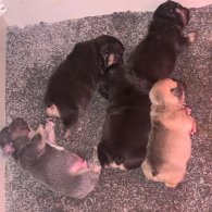 French Bulldog - Both