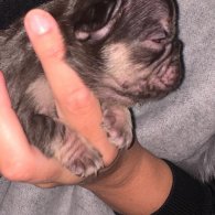 French Bulldog - Both