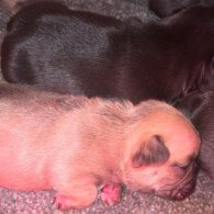 French Bulldog - Both