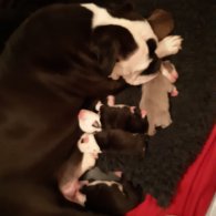 French Bulldog - Both