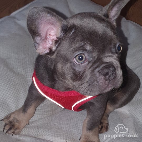 French Bulldog - Dogs