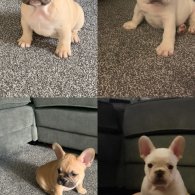 French Bulldog - Both