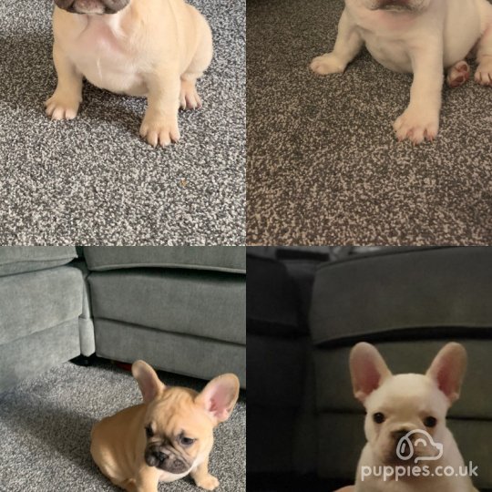 French Bulldog - Both