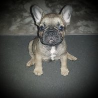 French Bulldog - Both