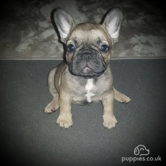 French Bulldog - Both