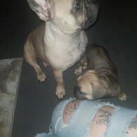 French Bulldog - Both