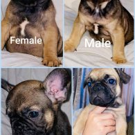 French Bulldog - Both