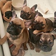 French Bulldog - Both