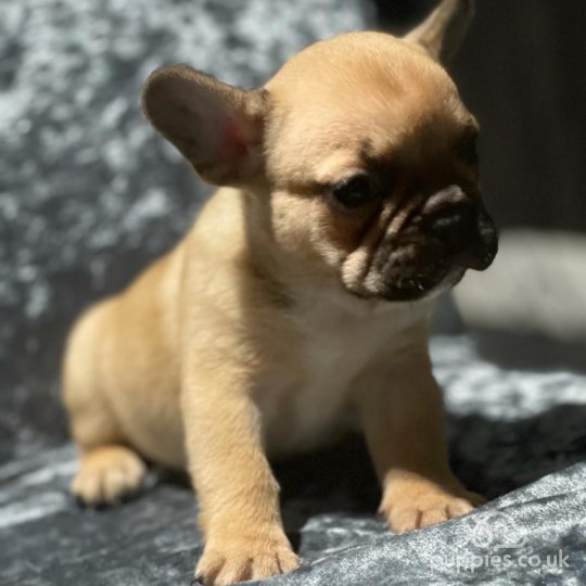 French Bulldog - Dogs