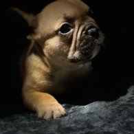 French Bulldog - Dogs