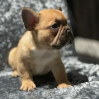 French Bulldog - Dogs