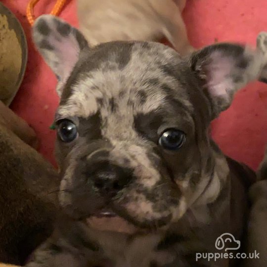 French Bulldog - Both