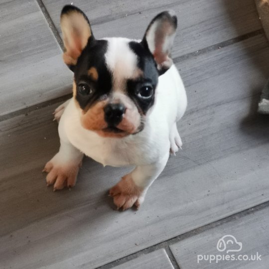 French Bulldog - Dogs