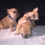 French Bulldog - Both