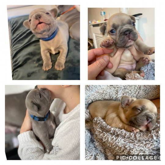 French Bulldog - Bitches