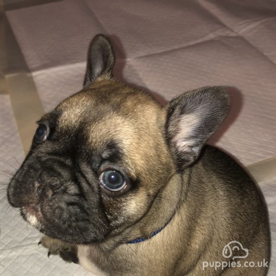 French Bulldog - Both