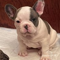 French Bulldog - Both