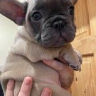 French Bulldog - Both