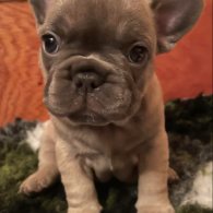 French Bulldog - Both