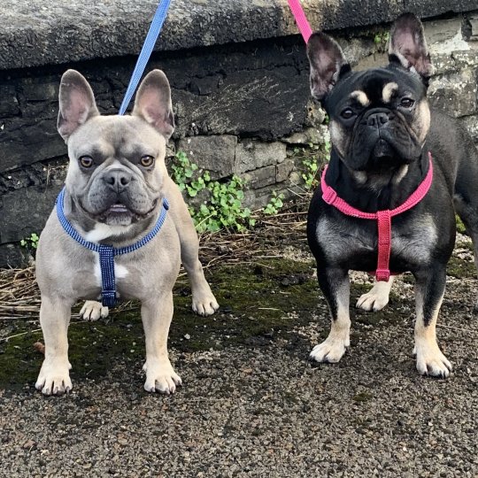 French Bulldog - Both