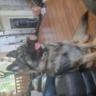 German Shepherd (Alsatian) - Both