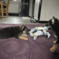 German Shepherd (Alsatian) - Both