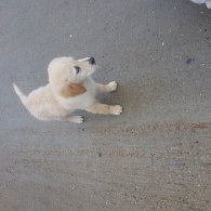 Golden Retriever - Dogs