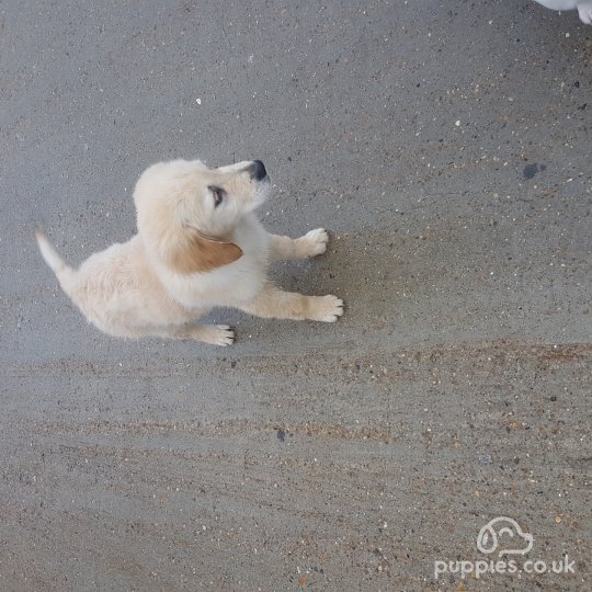 Golden Retriever - Dogs