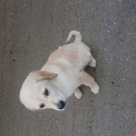 Golden Retriever - Dogs