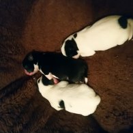 Japanese Chin - Bitches