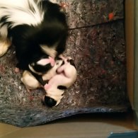 Japanese Chin - Bitches